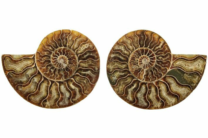 Cut & Polished, Agatized Ammonite Fossil - Madagascar #206755